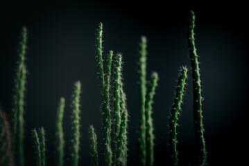 Fototapeta premium Close up green cactus texture in dark background 