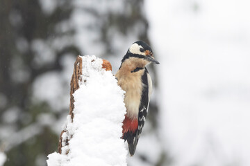 Buntspecht (Dendrocopos major)
