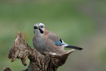 Eichelhäher (Garrulus glandarius)