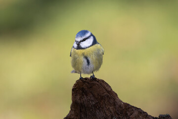 Blaumeise (Cyanistes caeruleu)