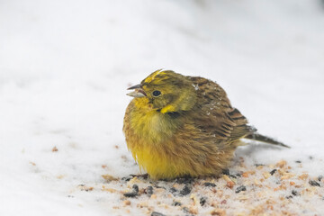 Goldammer (Emberiza citrinella)