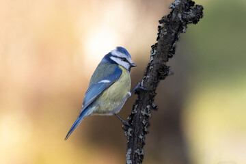 Blaumeise (Cyanistes caeruleu)