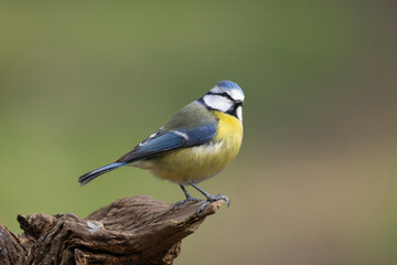 Blaumeise&nbsp;(Cyanistes caeruleu)