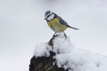 Blaumeise (Cyanistes caeruleu)