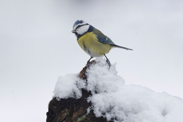 Blaumeise (Cyanistes caeruleu)