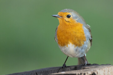 Rotkehlchen (Erithacus rubecula)