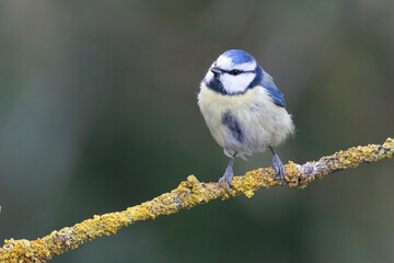 Blaumeise (Cyanistes caeruleu)