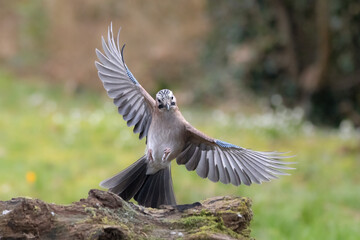 Eichelhäher (Garrulus glandarius)