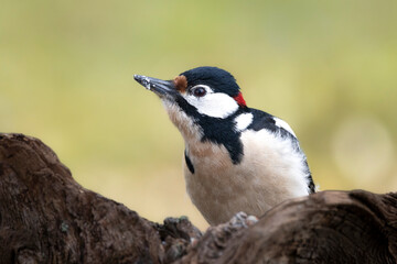 Buntspecht&nbsp;(Dendrocopos major)