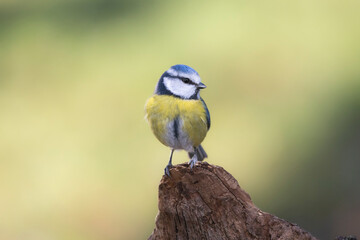 Blaumeise&nbsp;(Cyanistes caeruleu)