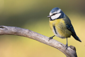 Blaumeise (Cyanistes caeruleu)