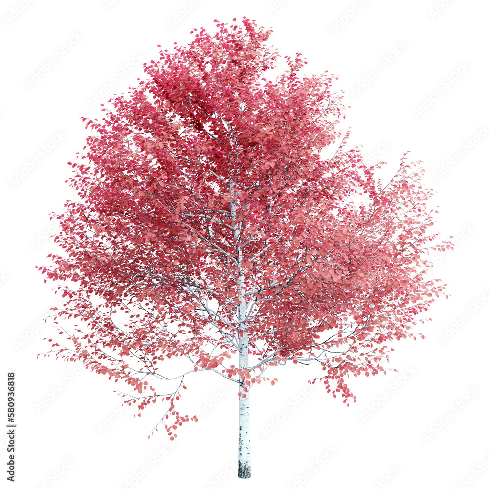 Poster tree populus tremuloides on transparent background.3d rendering png set