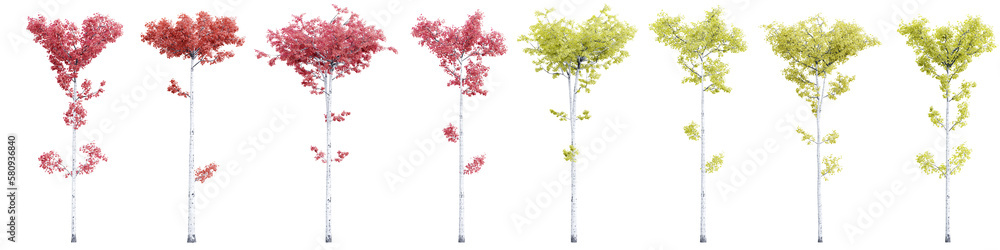 Poster tree populus tremuloides on transparent background.3d rendering png set