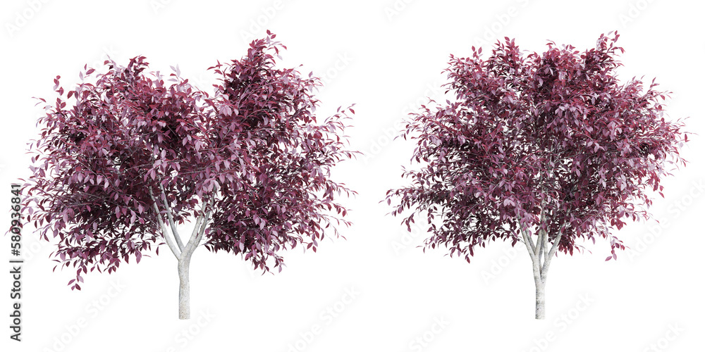 Poster tree prunus cerasifera on transparent background.3d rendering png set