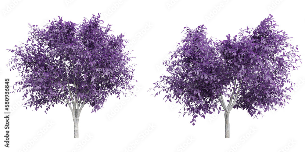 Poster tree prunus cerasifera on transparent background.3d rendering png set