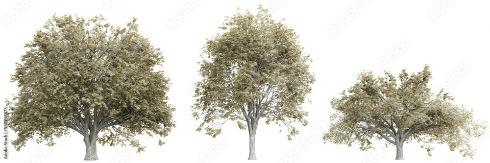 Poster tree quercus agrifolia on transparent background.3d rendering png set