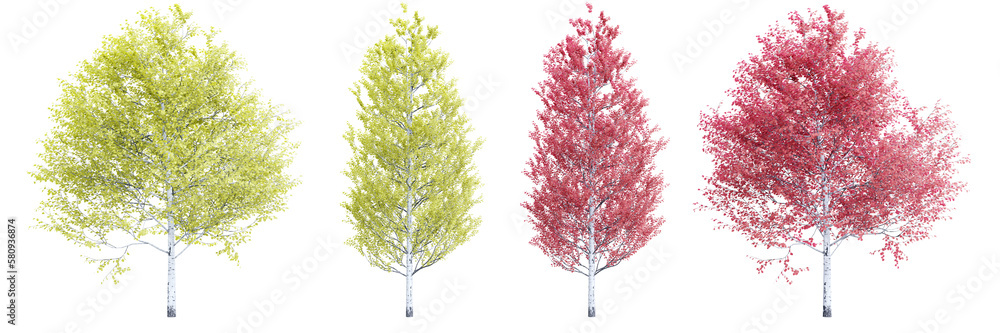 Poster tree populus tremuloides on transparent background.3d rendering png set