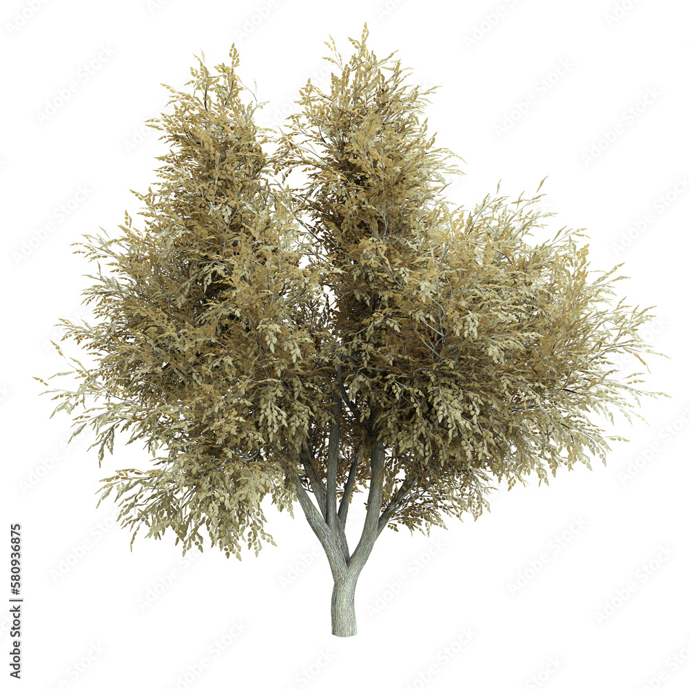 Poster tree quercus agrifolia on transparent background.3d rendering png set