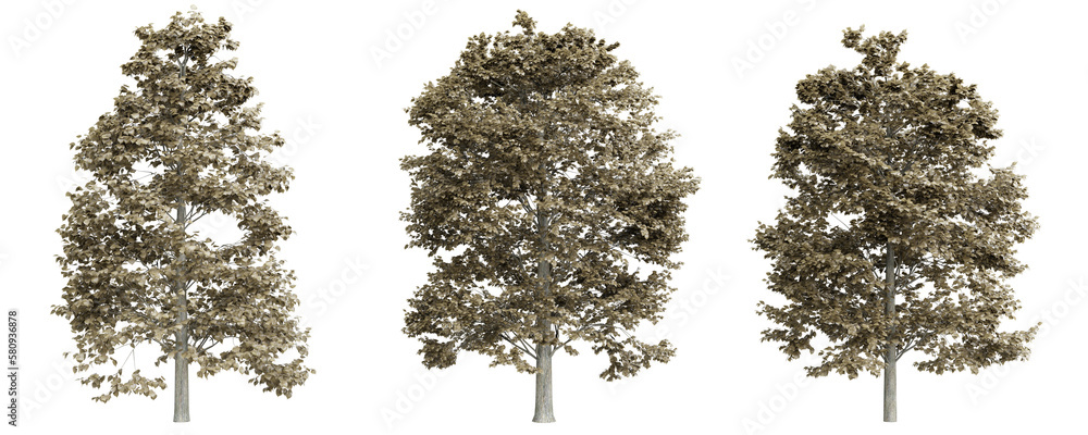 Poster tree tilia europaea on transparent background.3d rendering png set