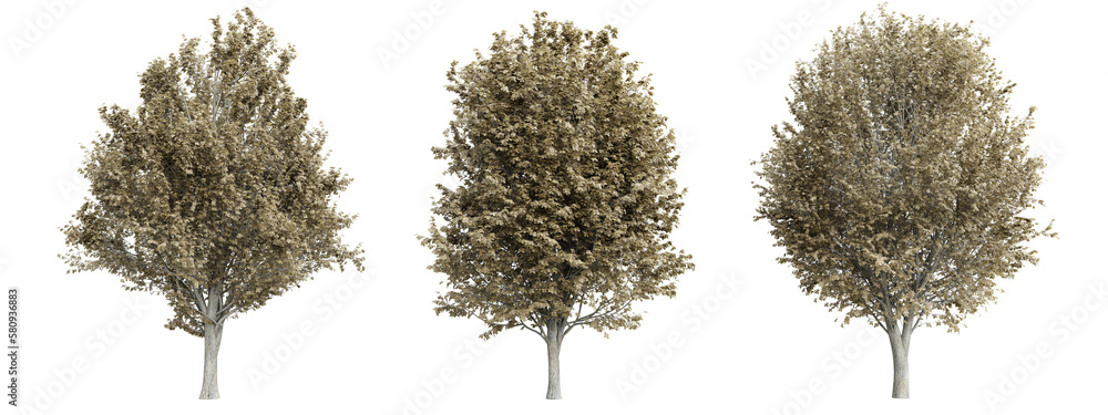 Poster tree ulmus minor on transparent background.3d rendering png set
