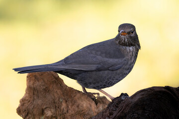 Amsel (Turdus merula)