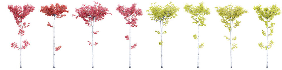 Tree populus tremuloides on transparent background.3d rendering PNG Set