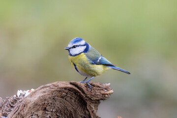 Obraz premium Blaumeise&nbsp;(Cyanistes caeruleu)