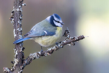 Obraz premium Blaumeise&nbsp;(Cyanistes caeruleu)