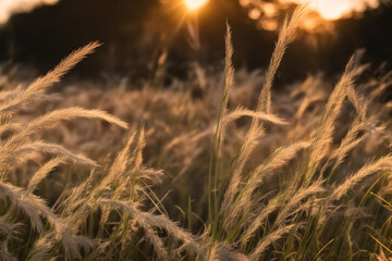 Fototapeta premium grain in the field during golden hour