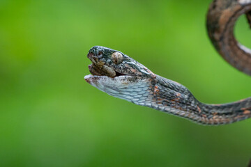 A female bengkulu cat snake boiga bengkuluensis endemic to Indonesia eat a gecko with bokeh background 