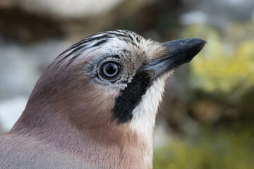 Eichelhäher (Garrulus glandarius)