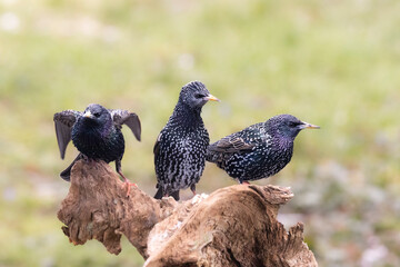 Star (Sturnus vulgaris)