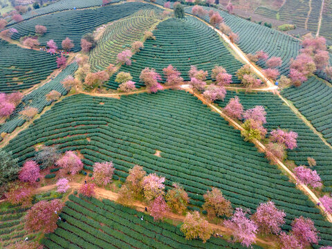 Cherry Tree On Tea Hill Flowers Blossom Bloom In Spring In Sa Pa, Vietnam. Picture Seen From Above