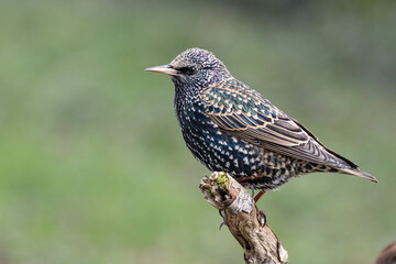 Obraz premium Star (Sturnus vulgaris)