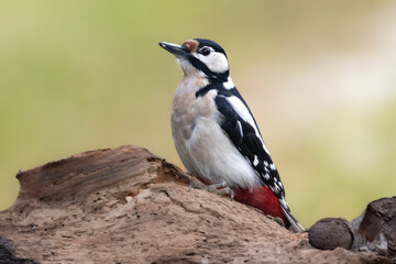 Buntspecht (Dendrocopos major)