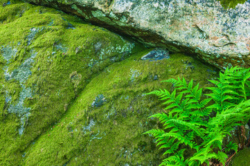 Green fern leaves in front of cliff