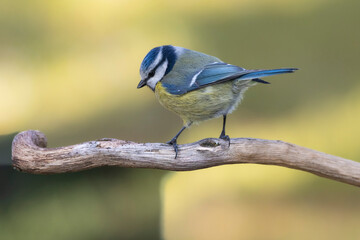Blaumeise (Cyanistes caeruleu)