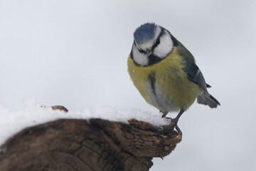 Blaumeise (Cyanistes caeruleu)