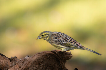 Goldammer (Emberiza citrinella)