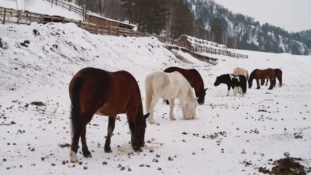 Brown and white horses graze on snowy area in Gorny Altai