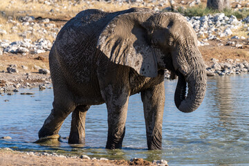 Fototapeta na wymiar Telephoto shot of one African Elephant -Loxodonta Africana- drinking from a waterhole in Etosha National Park, Namibia.