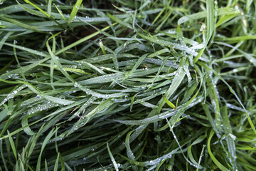 Green grass wet from dew