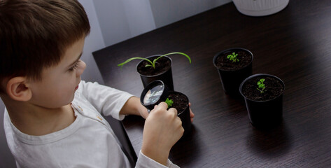 a boy looks through a magnifying glass at a flower growing in a flowerpot.