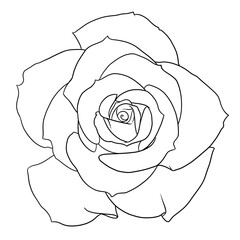 Monochromatic rose sketch. Hand drawn flower. Botanical illustrations. Line art.