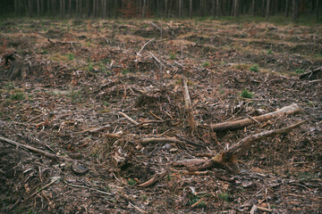 Stumps and logs show that overexploitation leads to deforestation endangering the environment and sustainability. Pine tree forestry exploitation in a sunny day.