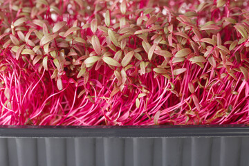Organic Red Amaranth microgreens super food macro. Horizontal