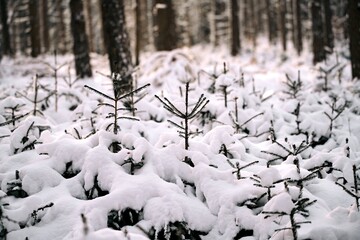 Winter background, close up of frosted pine branch on a snowing day with copy space