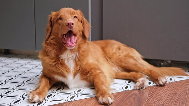 4K ginger Nova Scotia Duck Tolling Retriever dog lying on warm floor in living room, obedient and posing. Happy domestic animal concept, best friends, puppy relaxing at home, breathing with tongue out