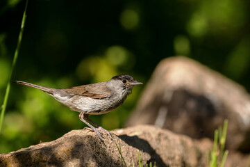 Eurasian blackcap (Sylvia atricapilla) sitting on a rock in spring.