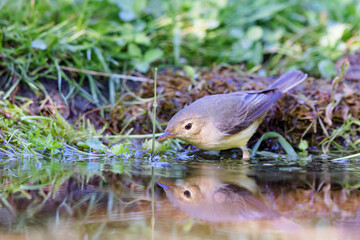 Icterine warbler (Hippolais icterina) sitting at a pond in spring.
